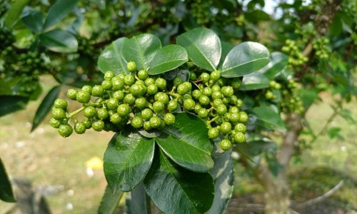 胖大海蜂蜜的功效-蜜炼胖大海说明书网 - 胖大海蜜炼枇杷膏功效,胖大海蜜炼枇杷糖