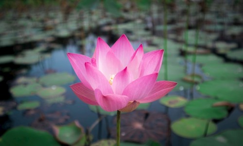 胖大海的做用-蜜炼胖大海说明书网 - 胖大海蜜炼枇杷膏功效,胖大海蜜炼枇杷糖